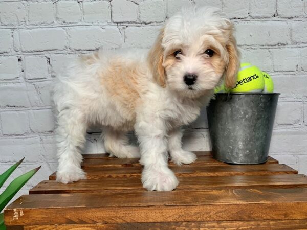 Mini Goldendoodle DOG Female White / Apricot 315 Petland Nashville, Tennessee