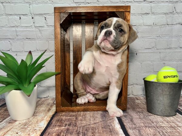 Old English Bulldog-DOG-Female-BRINDLE-312-Petland Nashville, Tennessee