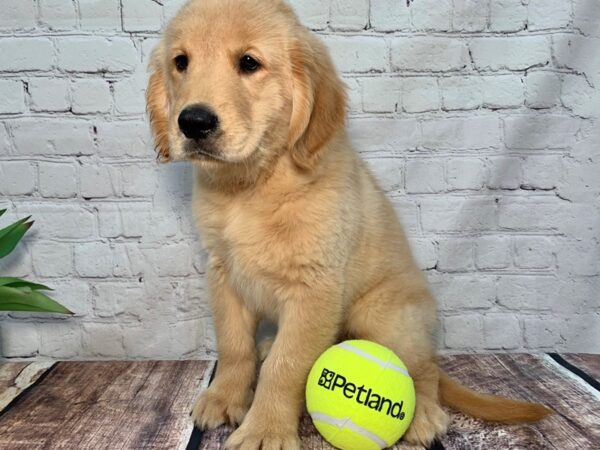 Golden Retriever DOG Male Golden 310 Petland Nashville, Tennessee