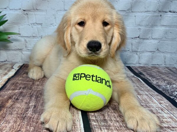 Golden Retriever DOG Female Golden 309 Petland Nashville, Tennessee