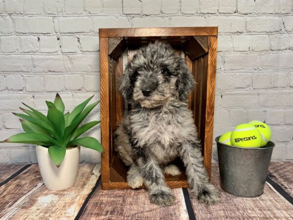 Goldendoodle DOG Female Blue Merle 308 Petland Nashville, Tennessee