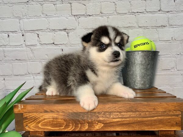 Pomsky-DOG-Male-BLK WH-311-Petland Nashville, Tennessee