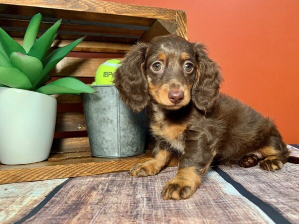 Dachshund DOG Female chocolate and white 329 Petland Nashville, Tennessee