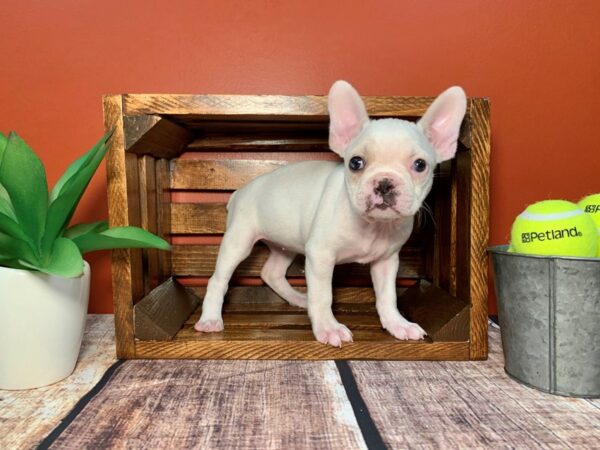 Frenchton-DOG-Female-cream-328-Petland Nashville, Tennessee