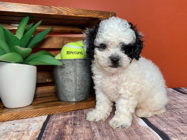 Poo Chon-DOG-Male-black and white-330-Petland Nashville, Tennessee