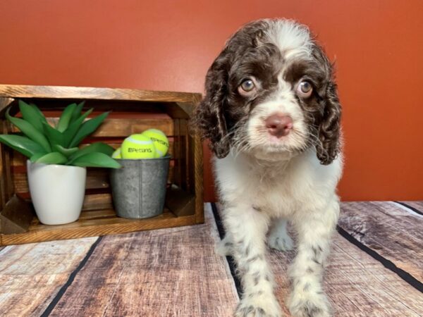Cock A Poo-DOG-Female-Choc Wht-326-Petland Nashville, Tennessee