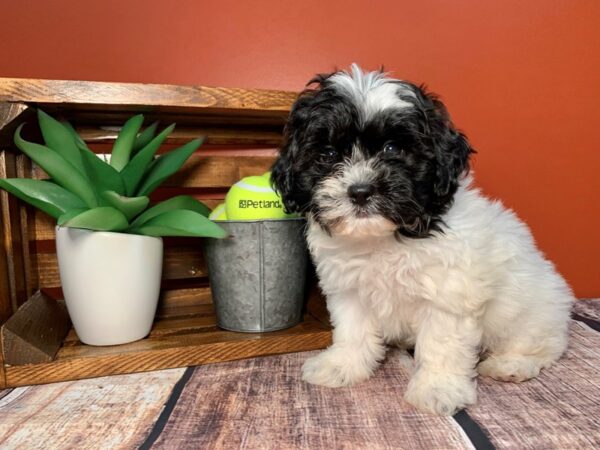 Teddy Bear DOG Male White / Black 320 Petland Nashville, Tennessee