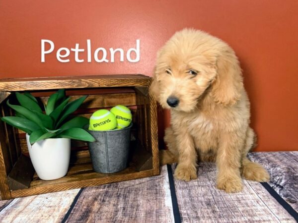 Goldendoodle DOG Female Dark Red 324 Petland Nashville, Tennessee