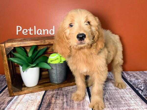 Goldendoodle-DOG-Male-Dark Red-323-Petland Nashville, Tennessee