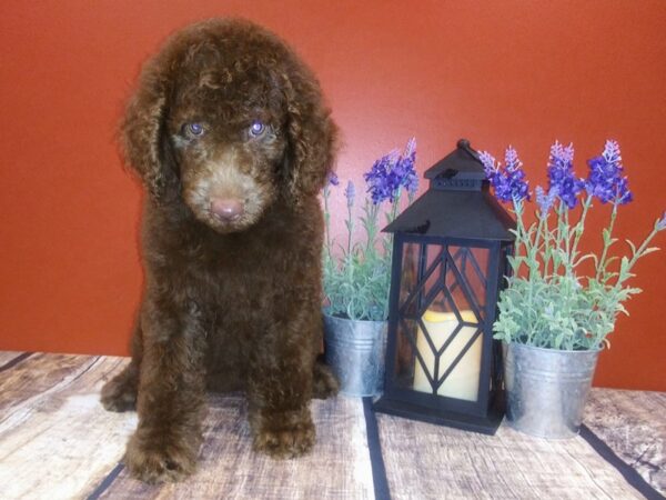 F1B Goldendoodle DOG Female Chocolate 331 Petland Nashville, Tennessee