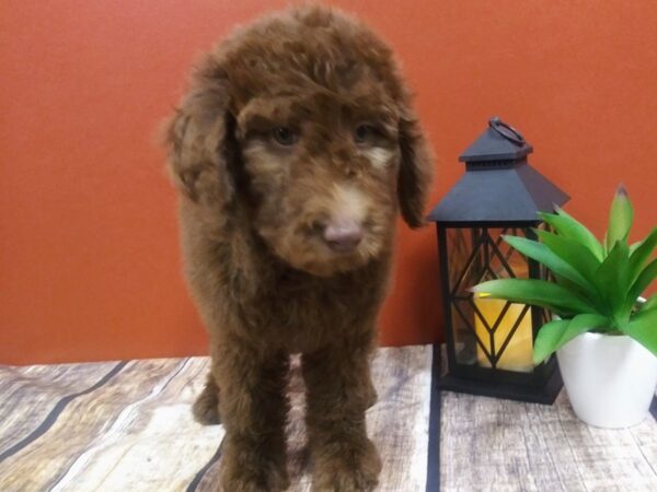F1B Goldendoodle-DOG-Female-Chocolate-332-Petland Nashville, Tennessee