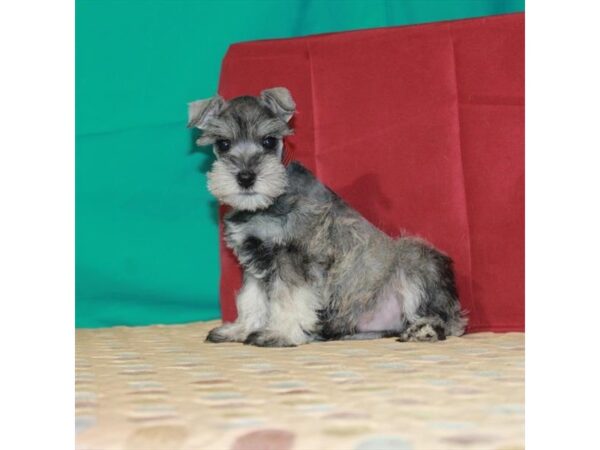 Miniature Schnauzer DOG Male Salt / Pepper 338 Petland Nashville, Tennessee