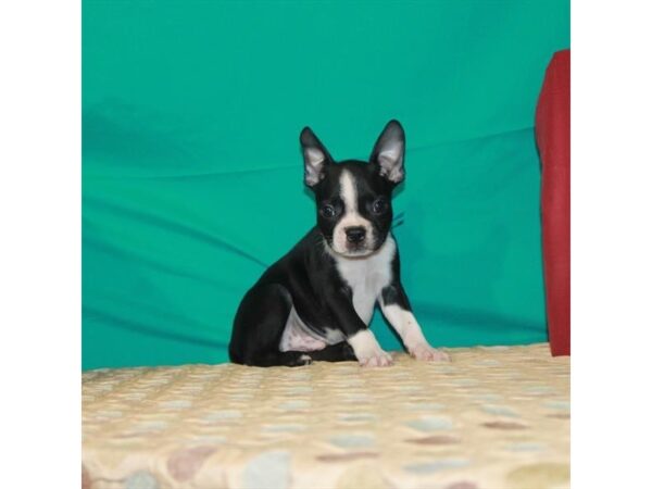 Boston Terrier DOG Male Black / White 339 Petland Nashville, Tennessee