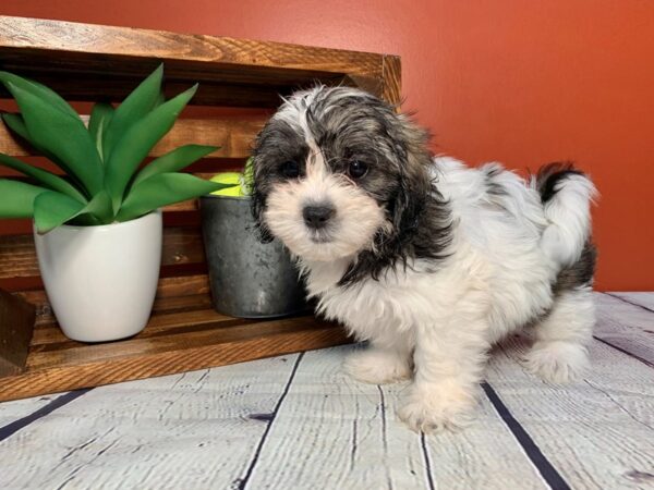 Teddy Bear (Zuchon) DOG Female black and white 336 Petland Nashville, Tennessee