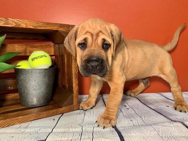 Mini Hippo-DOG-Male-Red-341-Petland Nashville, Tennessee