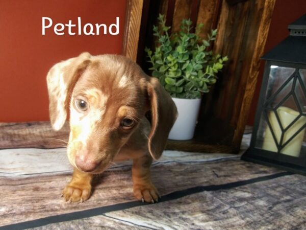 Dachshund-DOG-Male-Choc/Tan Dapple-345-Petland Nashville, Tennessee