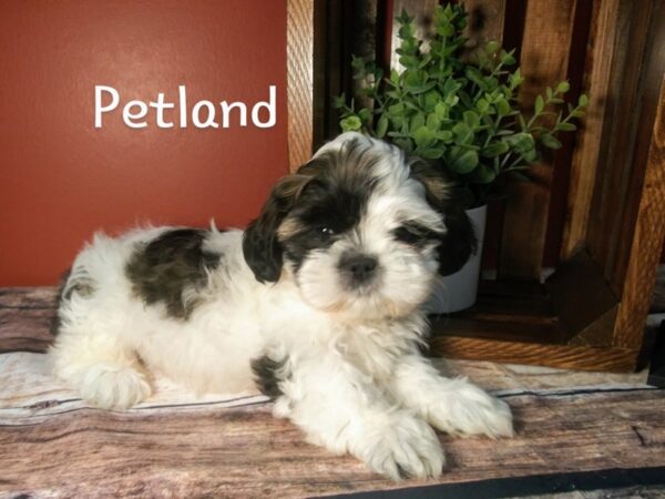 Shih Tzu DOG Male White / Gold 346 Petland Nashville, Tennessee