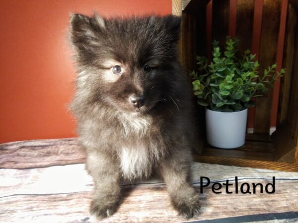 Keeshond-DOG-Female-Silver / Black-347-Petland Nashville, Tennessee