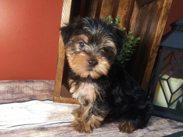 Yorkshire Terrier DOG Female Black / White 348 Petland Nashville, Tennessee