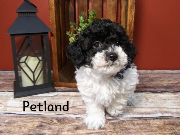 Poo Chon-DOG-Male-BLK WHITE-353-Petland Nashville, Tennessee
