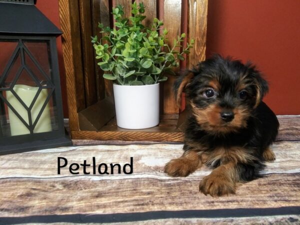 Yorkshire Terrier-DOG-Male-BLK TAN-352-Petland Nashville, Tennessee