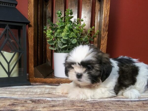 Shih Tzu-DOG-Female-BROWN WHITE-351-Petland Nashville, Tennessee