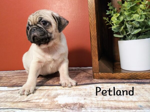 Pug DOG Male FAWN 354 Petland Nashville, Tennessee