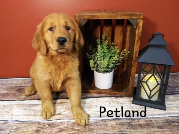 Golden Retriever DOG Male Golden 350 Petland Nashville, Tennessee
