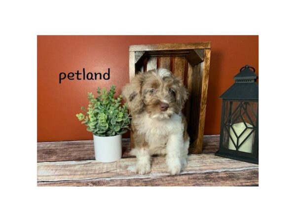Cock A Poo-DOG-Female--335-Petland Nashville, Tennessee