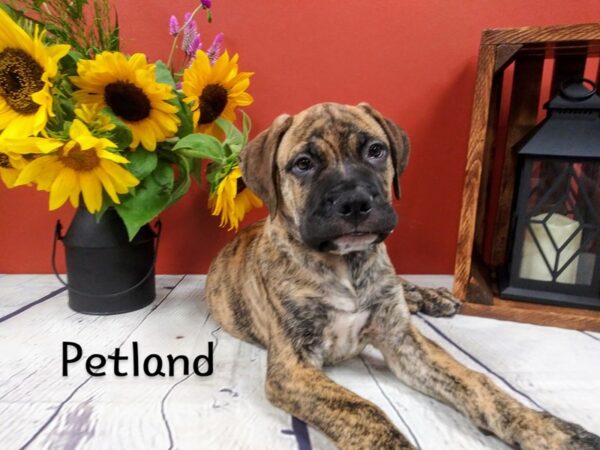 Bullmastiff-DOG-Male-Brindle-362-Petland Nashville, Tennessee
