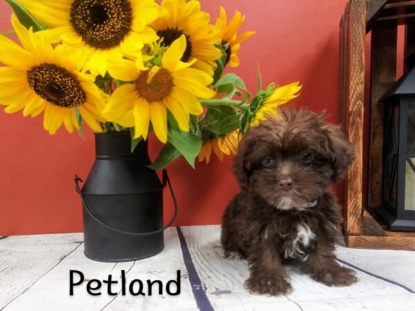 Silky Poo DOG Male Chocolate 361 Petland Nashville, Tennessee