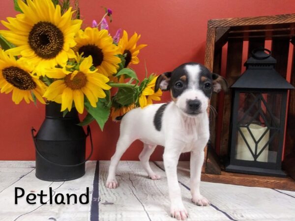 Jack Russell Terrier DOG Male White Black / Tan 363 Petland Nashville, Tennessee