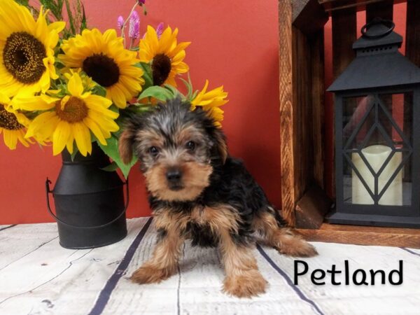 Yorkshire Terrier DOG Male BLK TAN 360 Petland Nashville, Tennessee