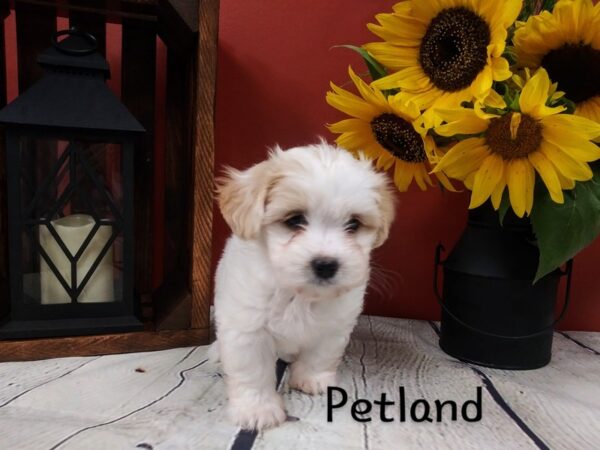Teddy Bear (Zuchon)-DOG-Female-tan - white-356-Petland Nashville, Tennessee