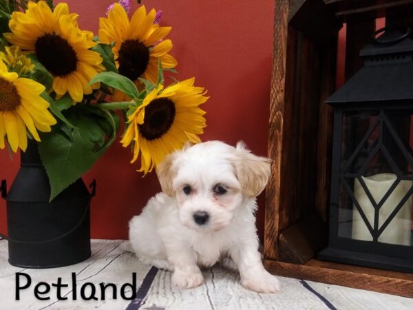 Teddy Bear (Zuchon)-DOG-Male-tan - white-355-Petland Nashville, Tennessee