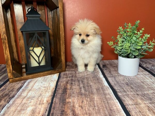 Pomeranian-DOG-Male-cream-366-Petland Nashville, Tennessee