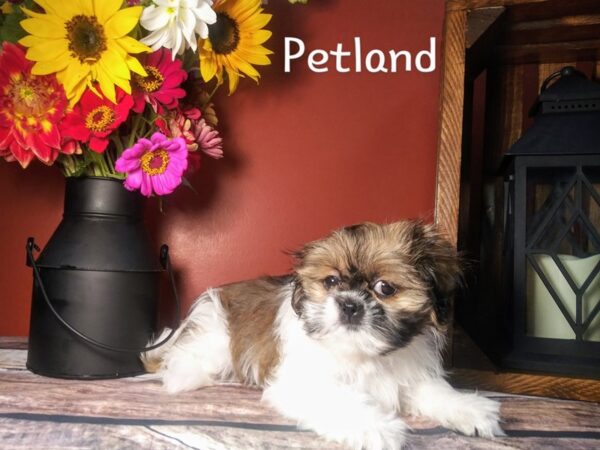 Shih Tzu-DOG-Male-brown and white-365-Petland Nashville, Tennessee