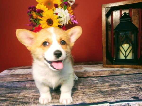 Pembroke Welsh Corgi DOG Female SABLE WHITE 373 Petland Nashville, Tennessee