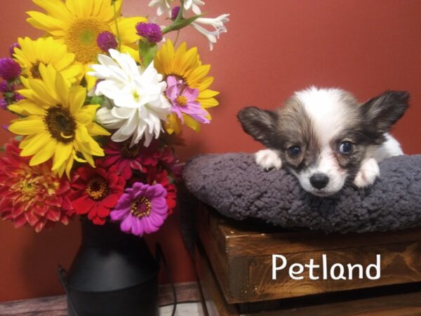 Papillon-DOG-Male-SABLE WHITE-374-Petland Nashville, Tennessee