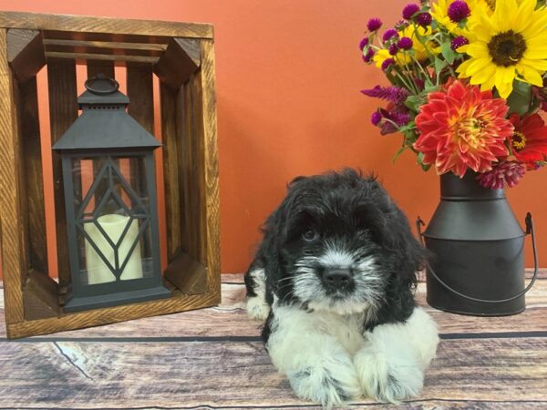 Cock-A-Poo-DOG-Male-Black-375-Petland Nashville, Tennessee