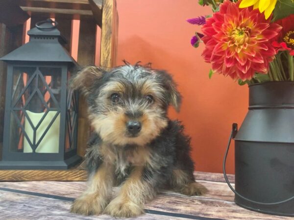 Sil-Yor DOG Female Black / Tan 376 Petland Nashville, Tennessee