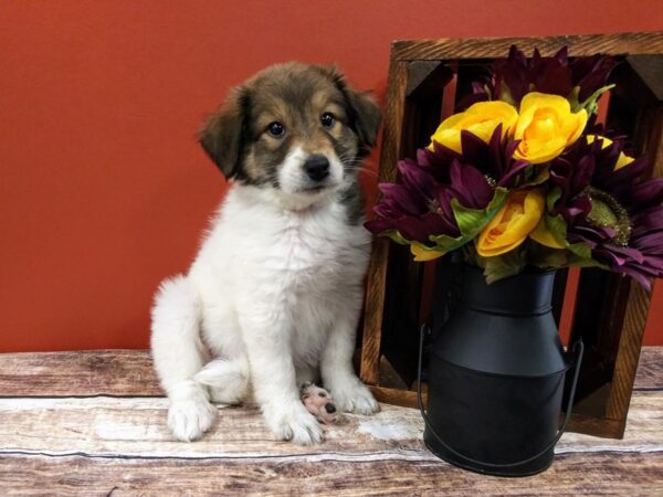 Border Collie Pyrenees DOG Female Sable 381 Petland Nashville, Tennessee
