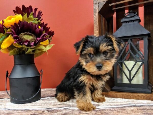 Yorkshire Terrier-DOG-Male-Black / Tan-379-Petland Nashville, Tennessee