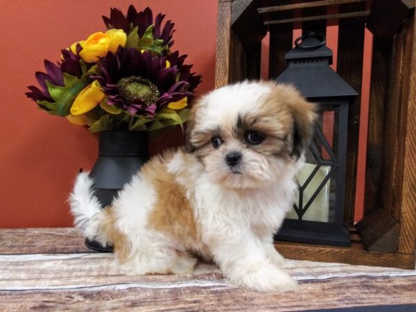 Shih Tzu DOG Male brown white 382 Petland Nashville, Tennessee