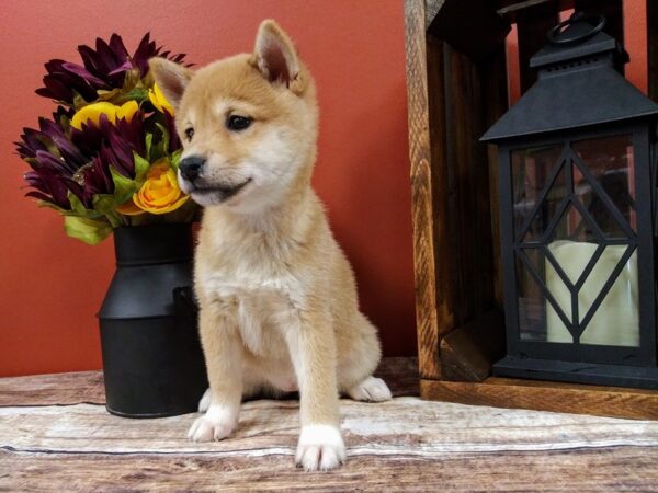 Shiba Inu DOG Female Red Sesame 380 Petland Nashville, Tennessee