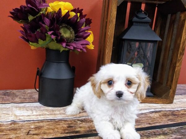 Cava Chon-DOG-Female-BLENHEIM-384-Petland Nashville, Tennessee