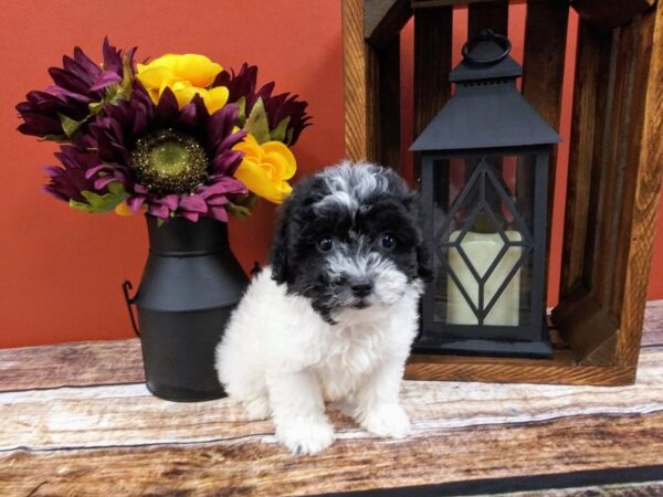 Poo Chon-DOG-Female-BLK WHITE-385-Petland Nashville, Tennessee