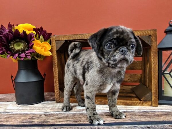 Pug-DOG-Male-MERLE-377-Petland Nashville, Tennessee