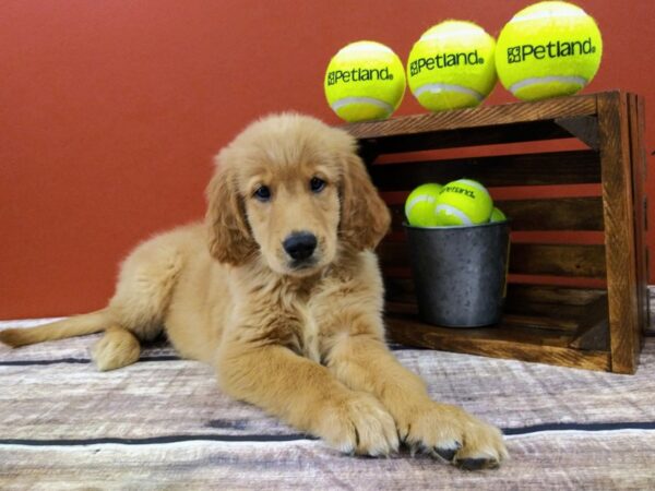Goldendoodle-DOG-Female-Red-387-Petland Nashville, Tennessee