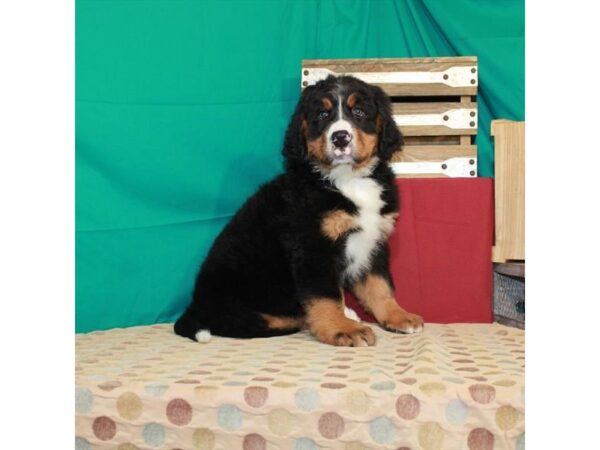 Bernese Mountain Dog-DOG-Male-Black White / Tan-401-Petland Nashville, Tennessee